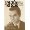 Image for Jack's Book - An Oral Biograph of Jack Kerouac